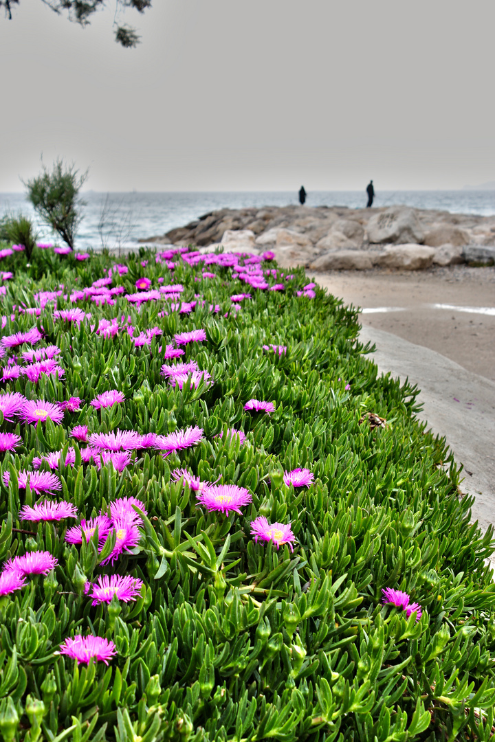 Digue de fleurs