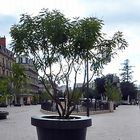 Dijon - Stadtplatz zwischen Triumpfbogen und Square-Darcy-Park