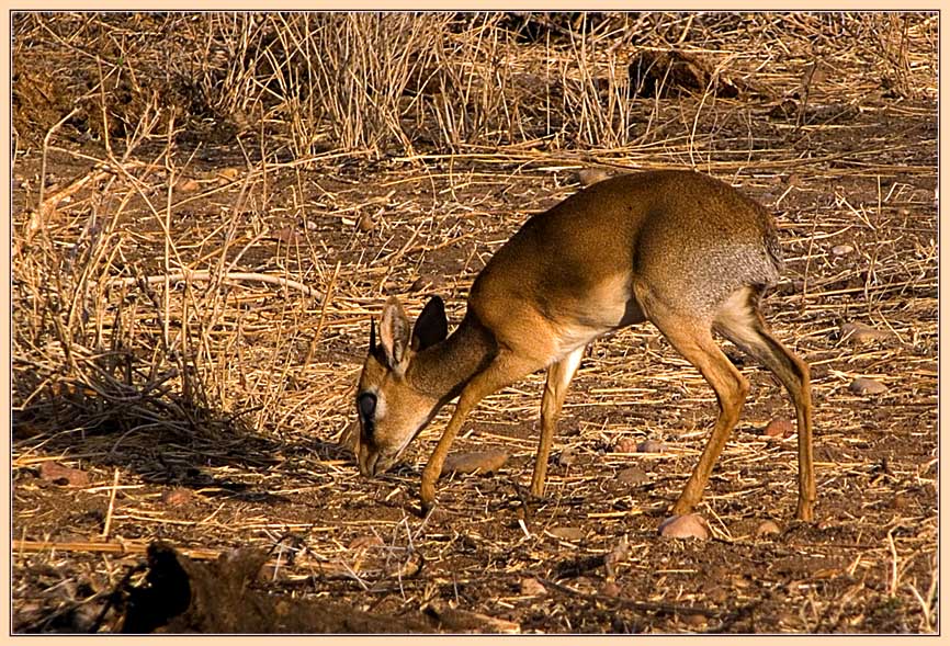 Dik-Dik