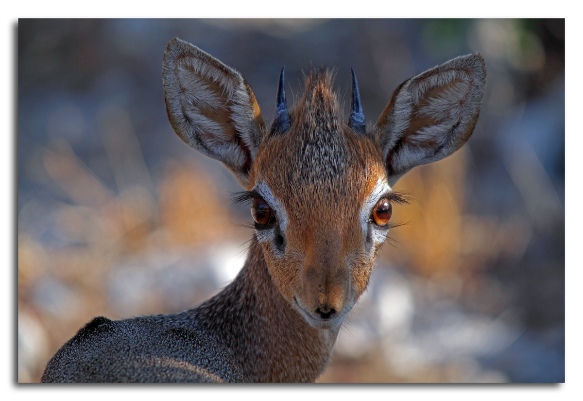 Dik-Dik