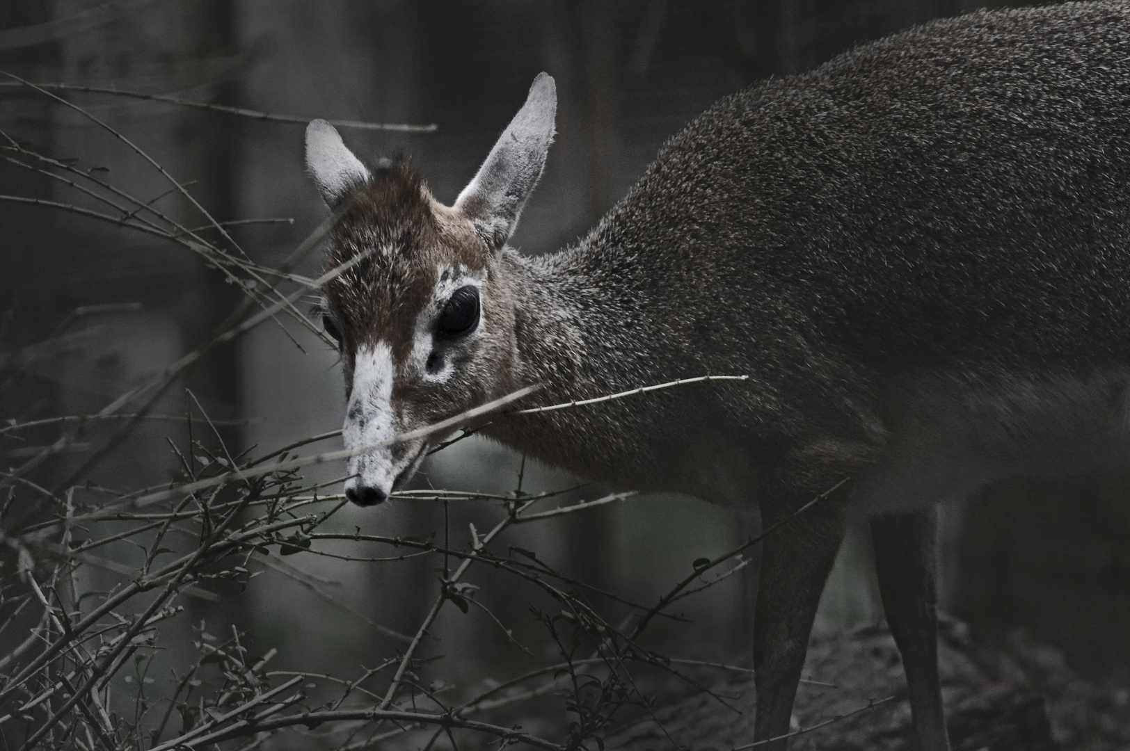 Dik-Dik