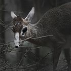 Dik-Dik