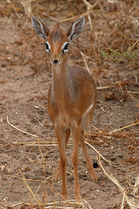 Dik Dik