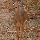 Dik Dik