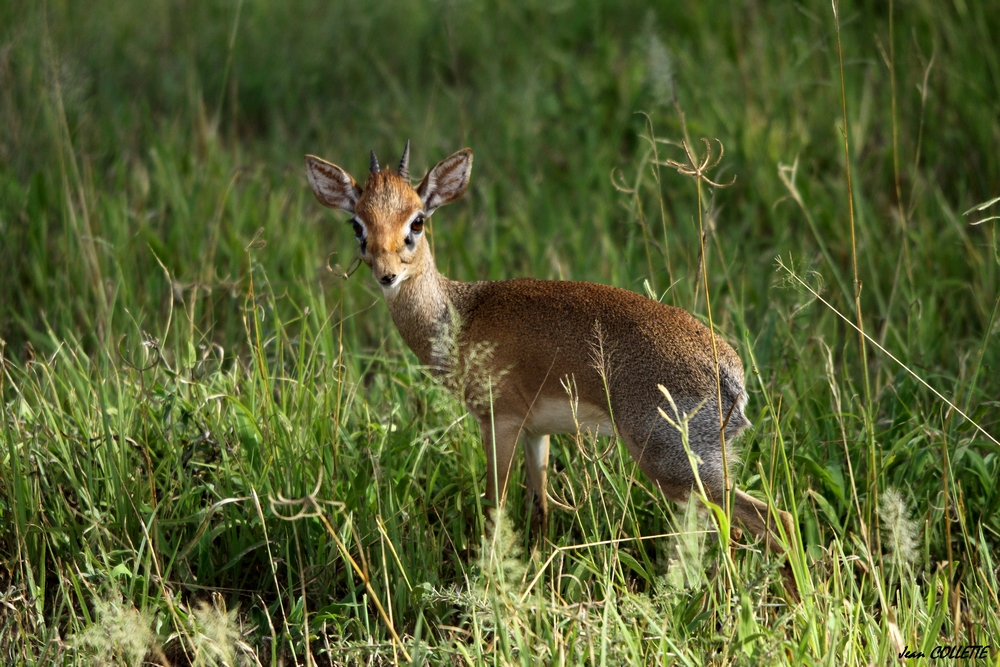 Dik dik