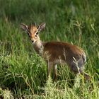 Dik dik