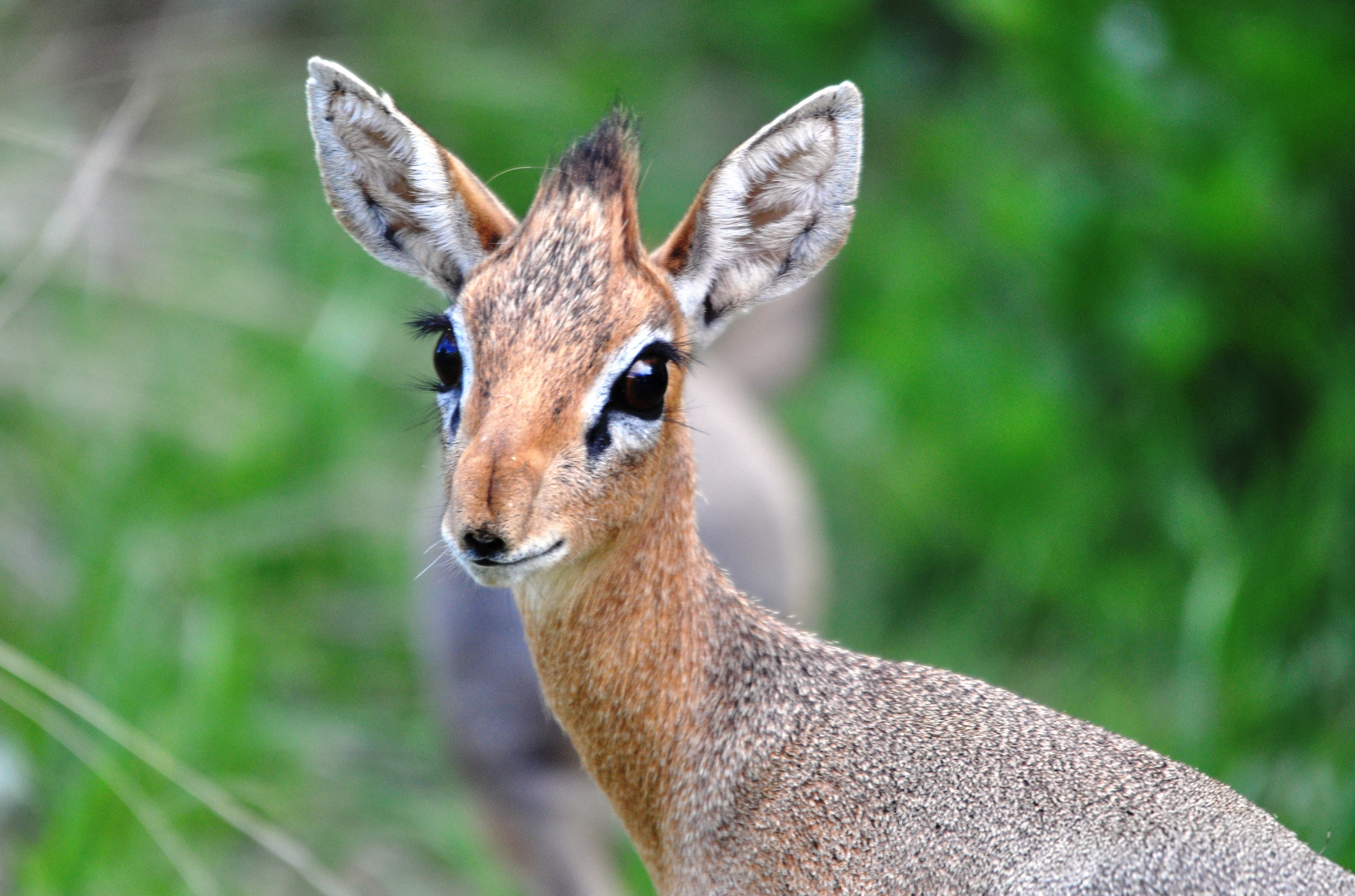 Dik-Dik