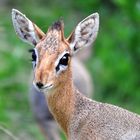 Dik-Dik