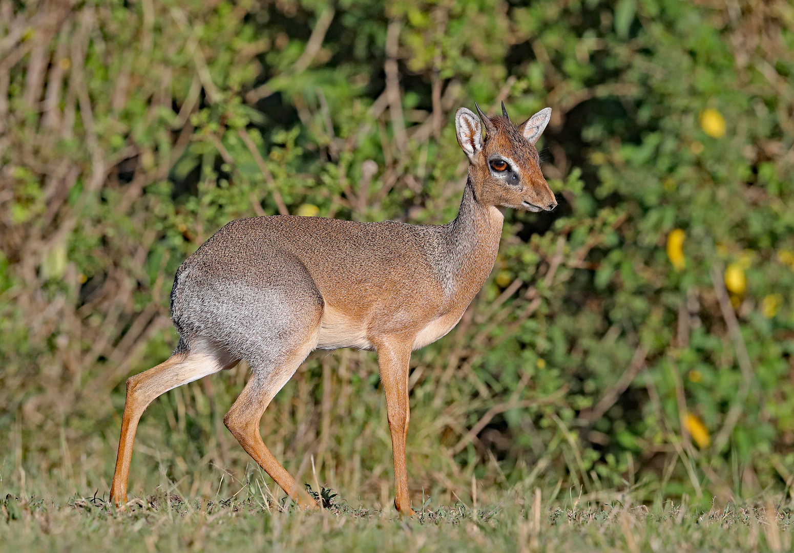 Dik Dik