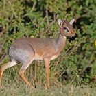 Dik Dik