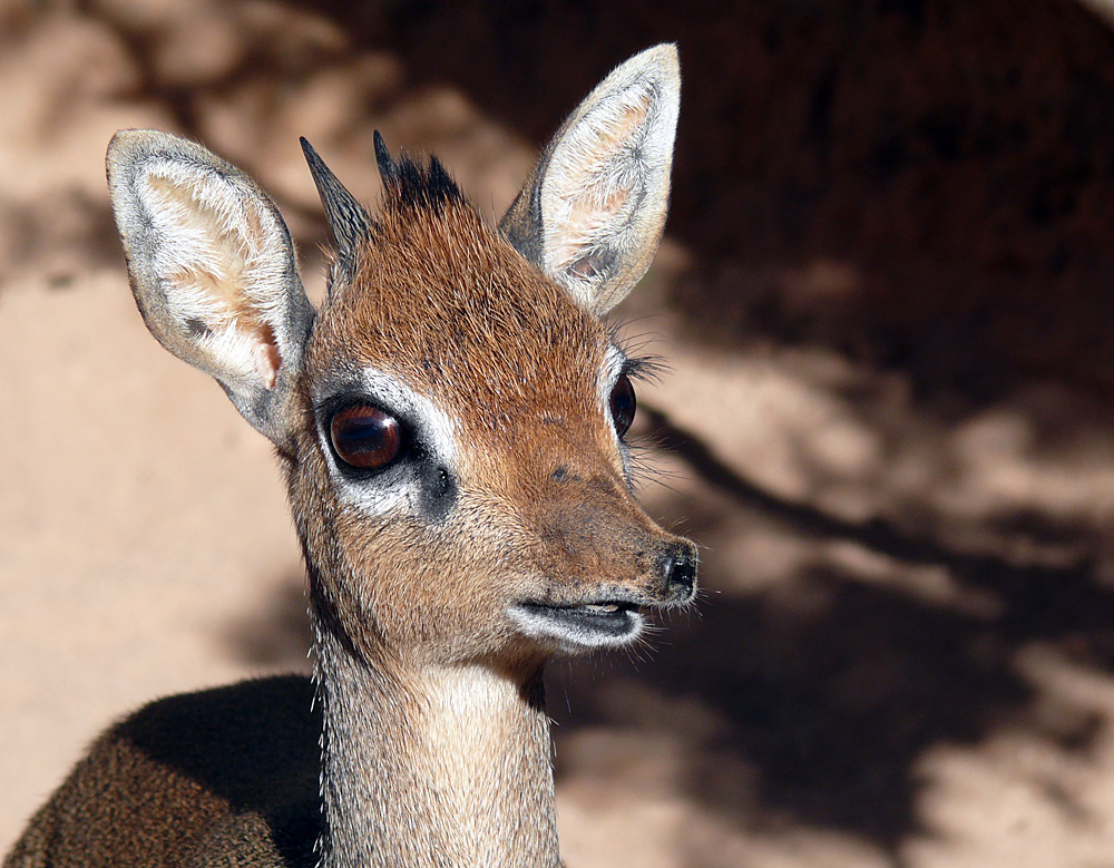 Dik-Dik