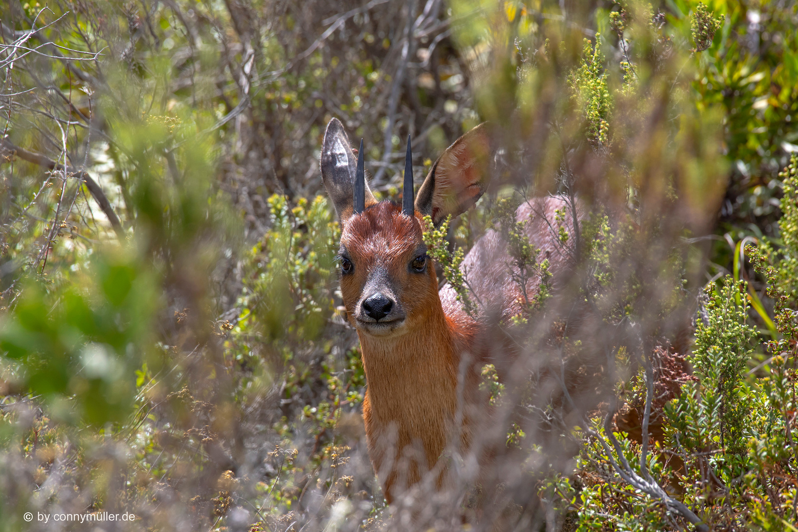 Dik Dik