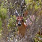 Dik Dik