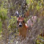 Dik Dik