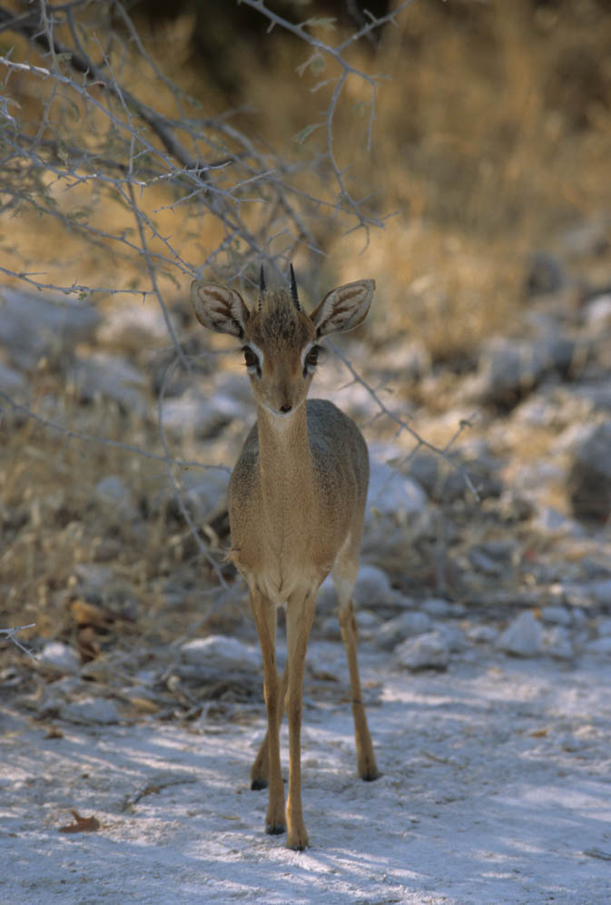 Dik-Dik