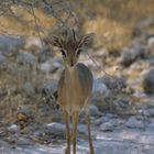 Dik-Dik