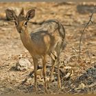 Dik-Dik