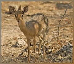 Dik-Dik