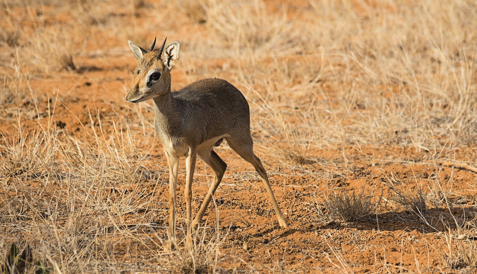 Dik Dik