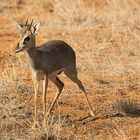 Dik Dik