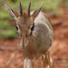 Dik Dik Böcklein