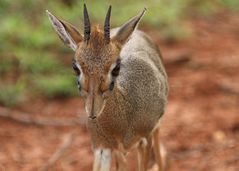 Dik Dik Böcklein