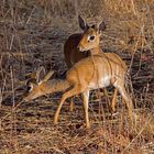 Dik-Dik