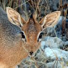 Dik-Dik