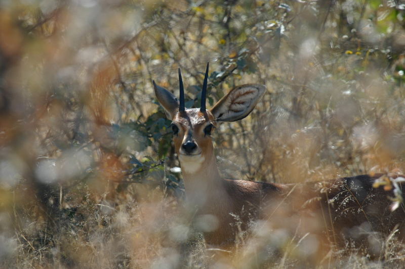 Dik Dik?