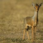 Dik-Dik