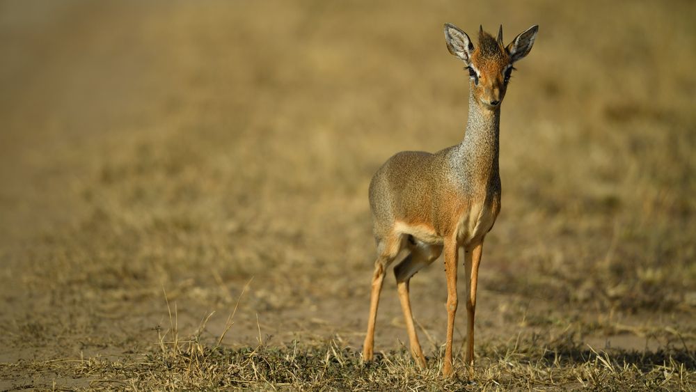 Dik-Dik