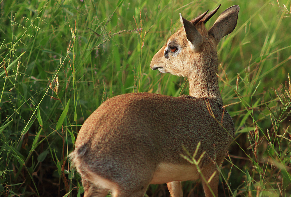 Dik Dik das Böcklein