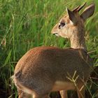 Dik Dik das Böcklein