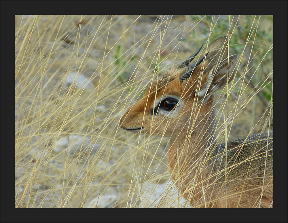 Dik-Dik