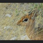 Dik-Dik