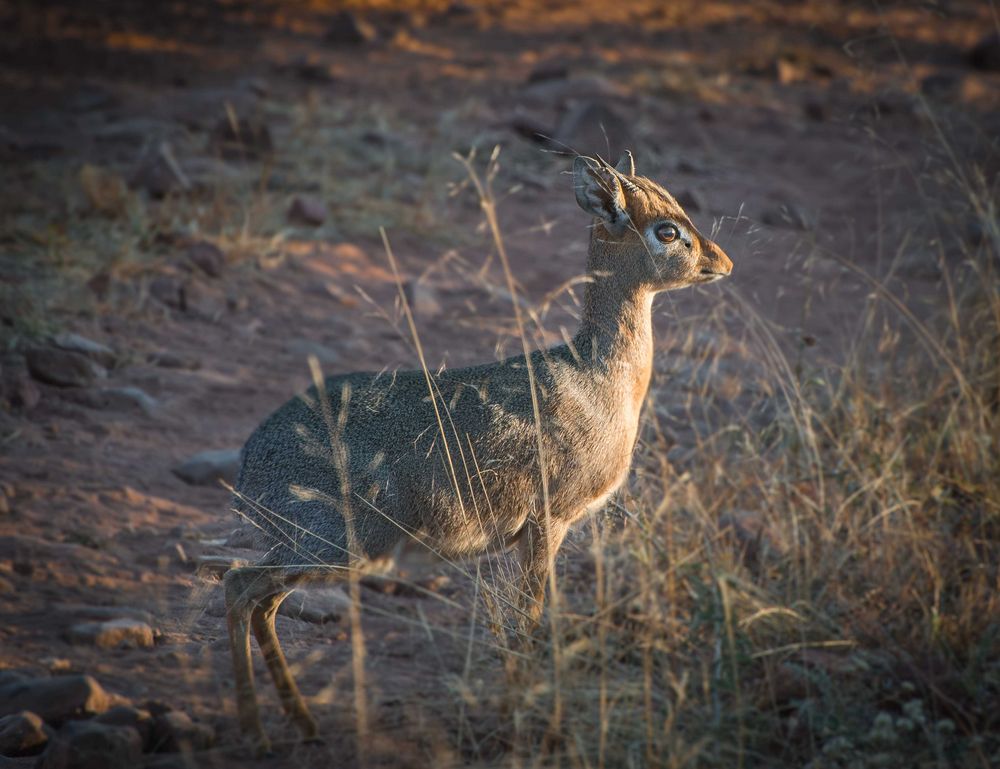 Dik Dik in der Abendsonne