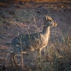 Dik Dik in der Abendsonne