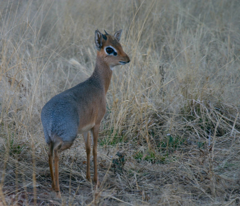 Dik Dik oder nicht?