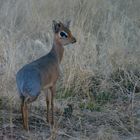 Dik Dik oder nicht?