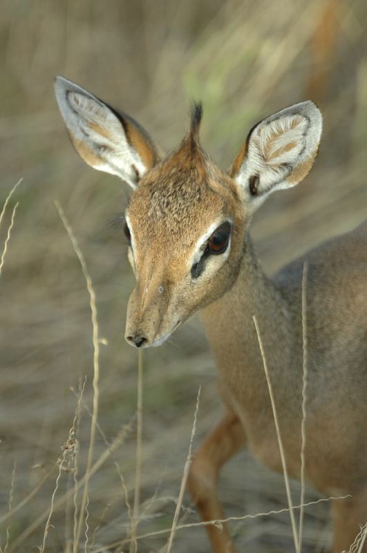 Dik-Dik - Samburu NP Kenya