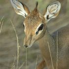 Dik-Dik - Samburu NP Kenya