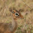 Dik-Diks