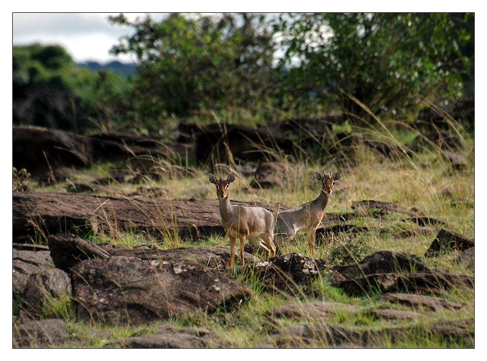 Dik Diks