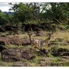 Dik Diks