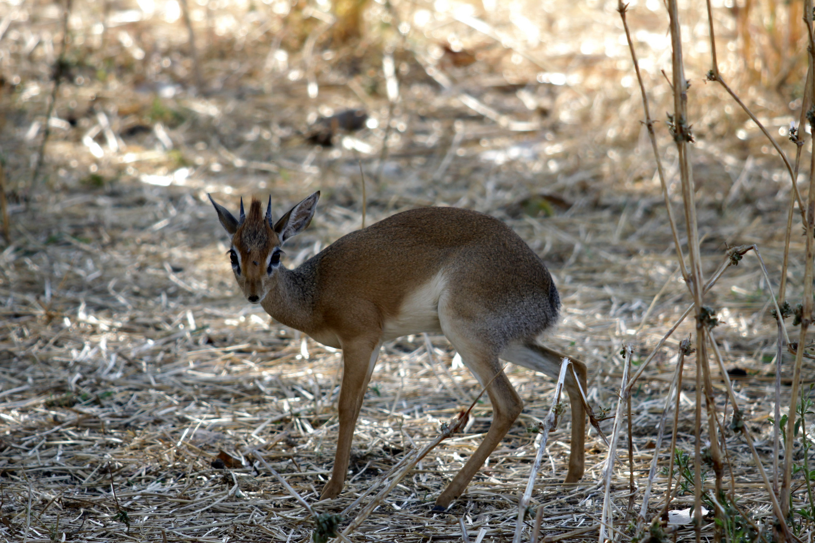 Dikdik