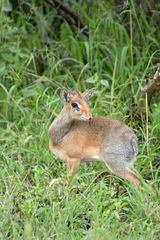 Dikdik