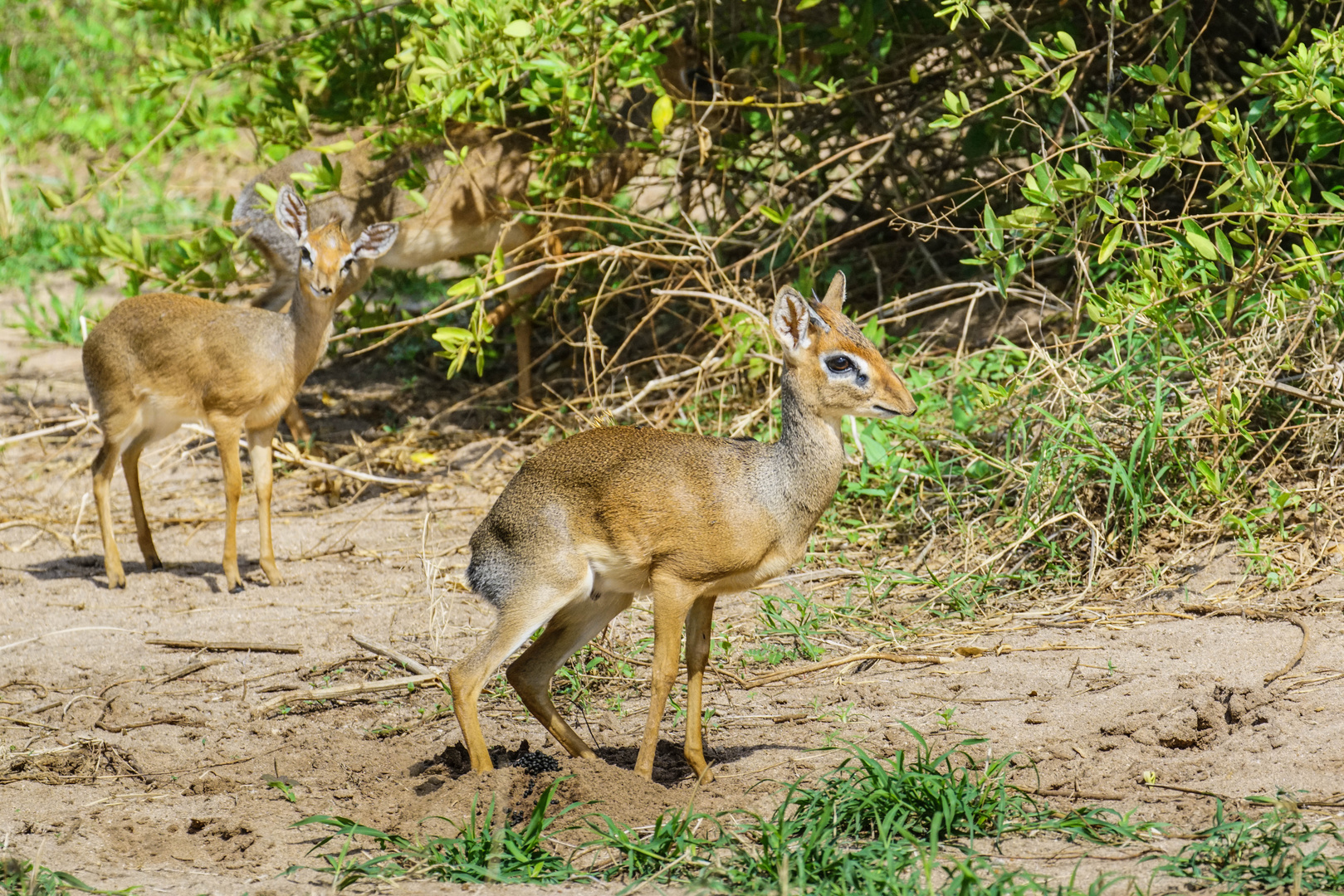 Dikdik