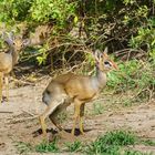 Dikdik