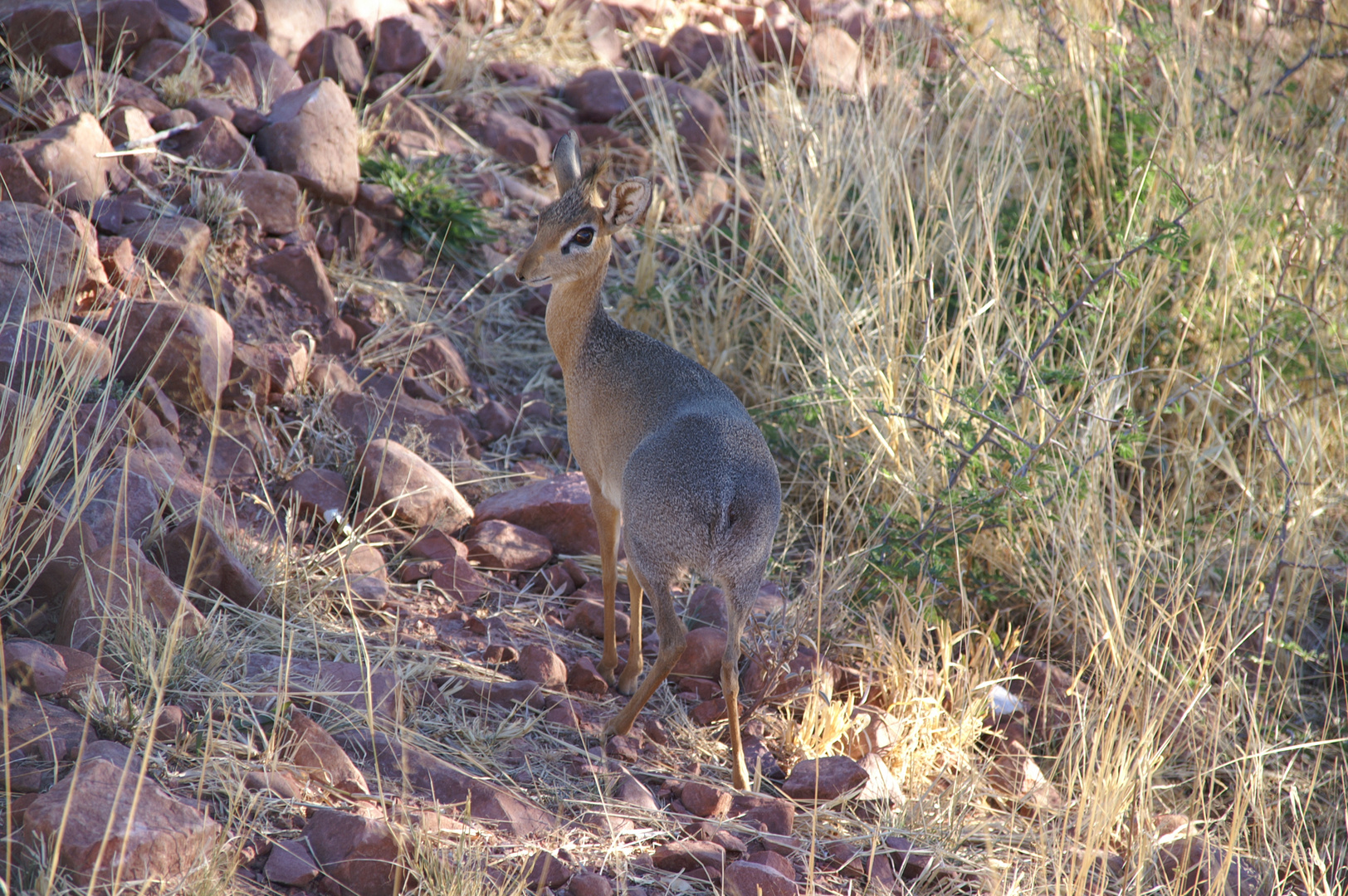 Dikdik