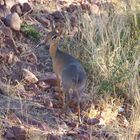 Dikdik